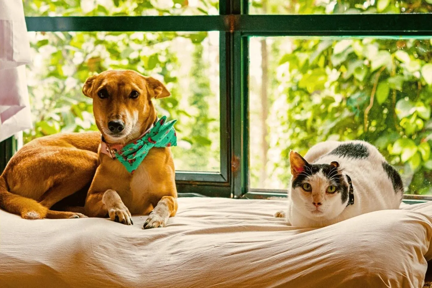 INDeco-Homepage-Pet- friendly